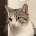 ゆず